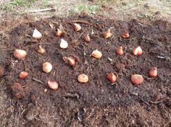 Plantation de bulbes de tulipes