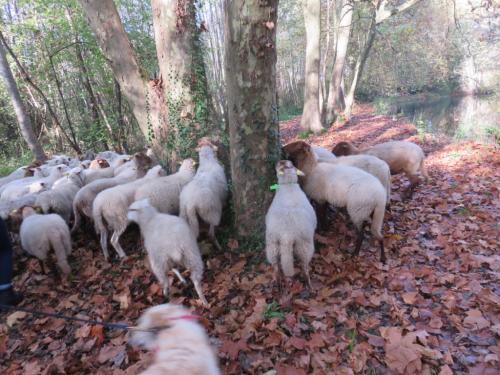 La transhumance des moutons à Malesherbes