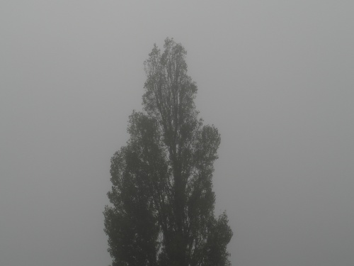 Dans le brouillard