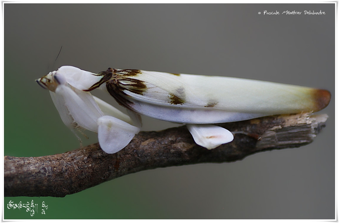 Mante Orchidée - Hymenopus coronatus