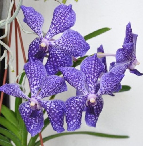Fleurs cultivées : Orchidées