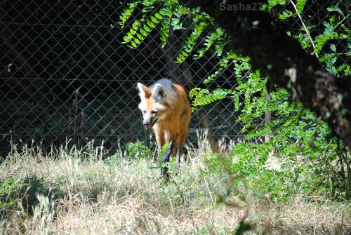 (5) Le loup à crinière.