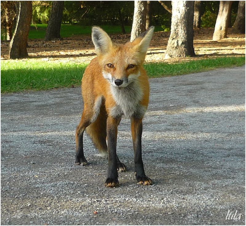 Un jour un renard...