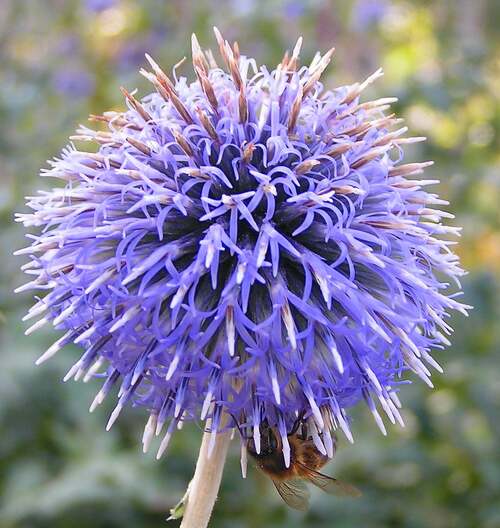 Fleurs cultivées : Echinops