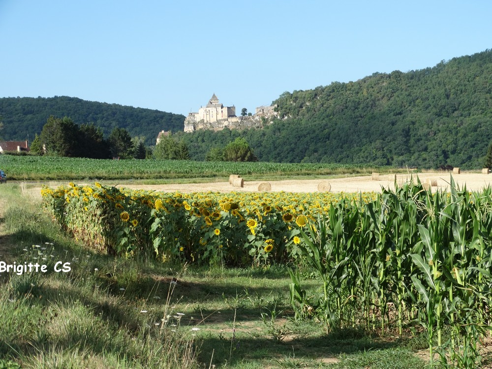 Le château de Castelnaud...