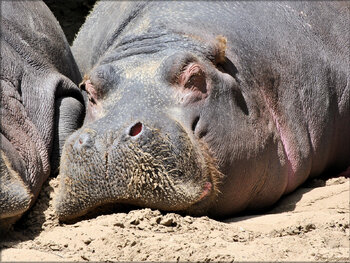 Photo d'Hippopotame du Zoo de la Palmyre
