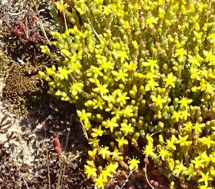 Erdevel Morbihan Bretagne - Les dunes (suite)