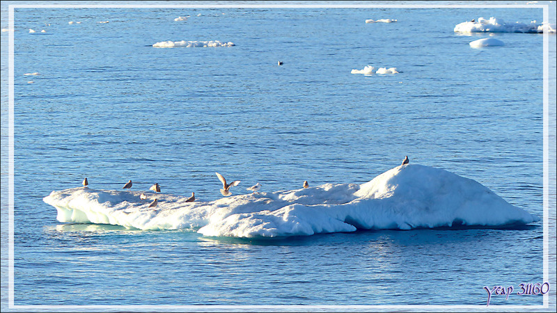 Glaçons porte-oiseaux - Ilulissat - Groenland