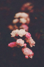 Images -Roses. 