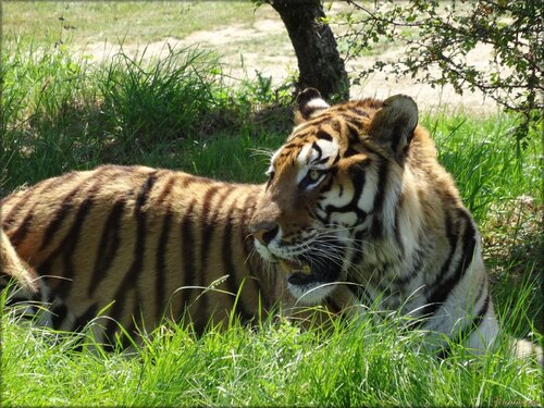 Photo de tigre : Planète Sauvage