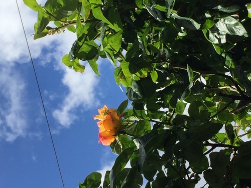 Fleurs du printemps