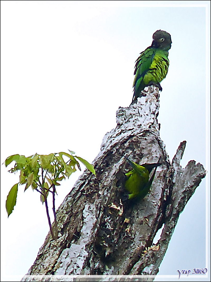 Conure de Weddell, Dusky-headed Parakeet (Aratinga weddellii) - Lac Sandoval - Pérou