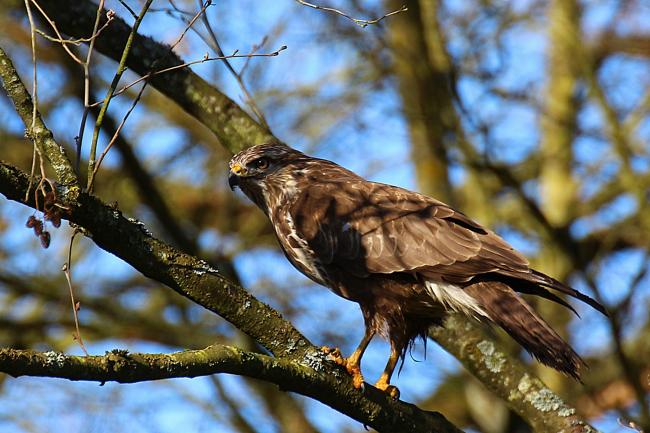 Buse variable