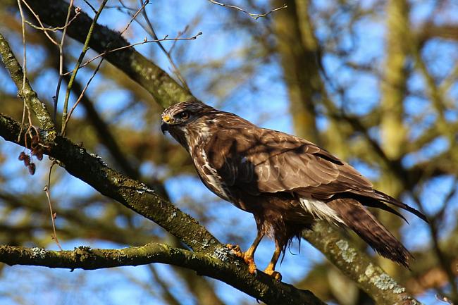 Buse variable 