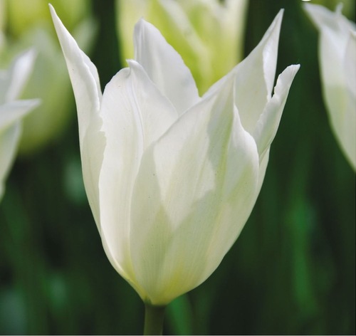 Fleurs cultivées : Tulipe