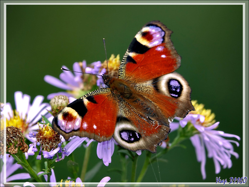 Papillon Paon-du-jour, European Peacock Butterfly (Aglais io) recto et verso - Lartigau - Milhas - 31