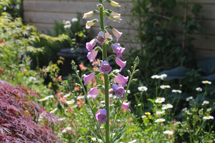 Scènes de jardin en mai....3