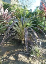 cordyline australis electric flash - 6