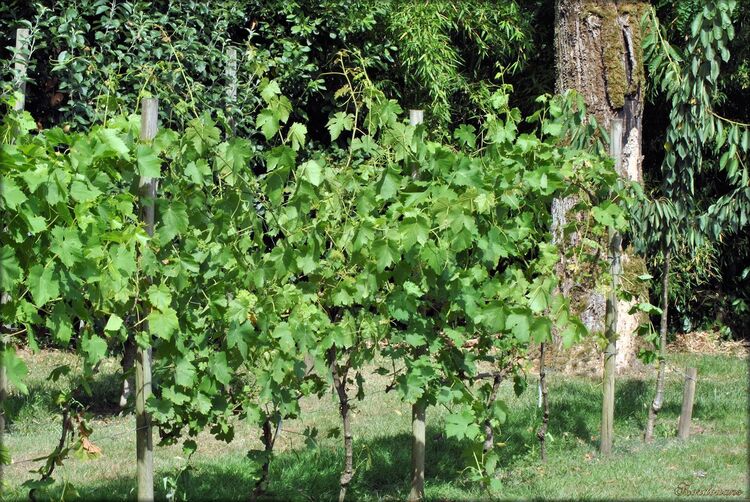 Photo de vigne dans le Parc floral de la Court d'Aron