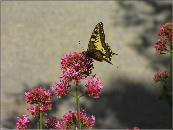 Machaon sur Centranthe rouge