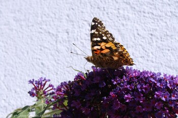 Papillon Belle Dame