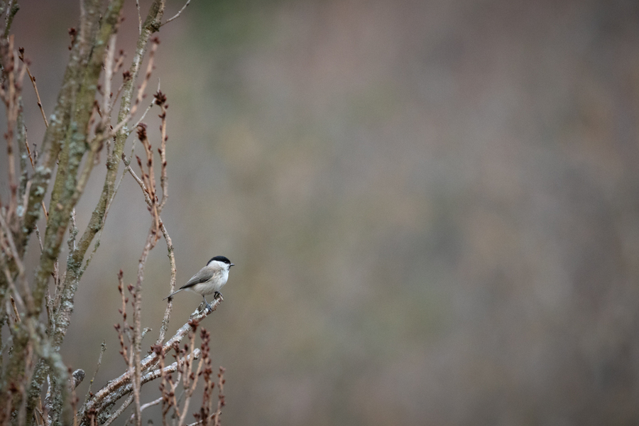 Mésange boréale