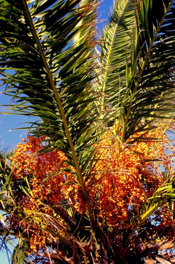 AO01 - Le palmier