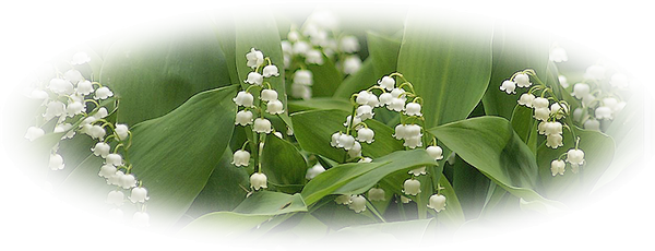Tubes Muguet