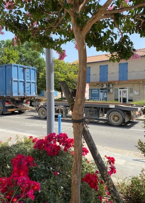 Le caryoptéris est en réalité un Lagerstroemia !!