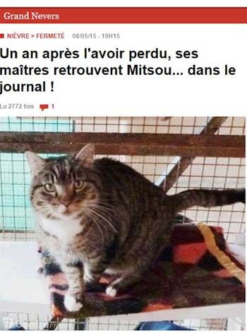 Un chat reconnu par ses maîtres dans le journal