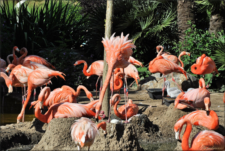 Photos de flamants de Cuba (Zoo de la Palmyre)