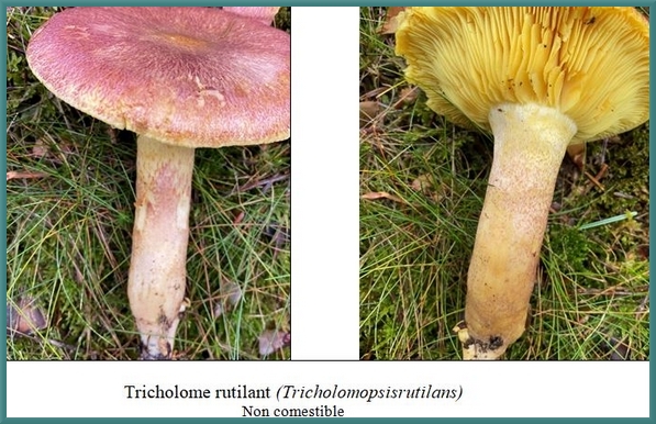 Quelques superbes espèces de champignons récoltées lors du séjour de la société Mycologique dans le parc du Morvan