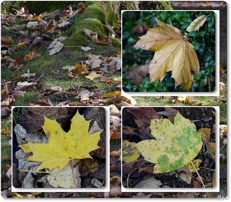 Feuille d'automne