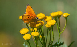 Papillons été 2023 PO