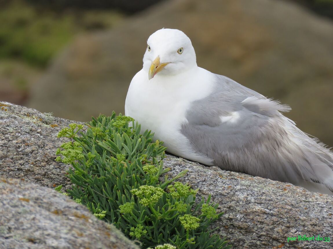 un géland qui se repose