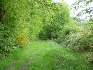 Le bois de caboche