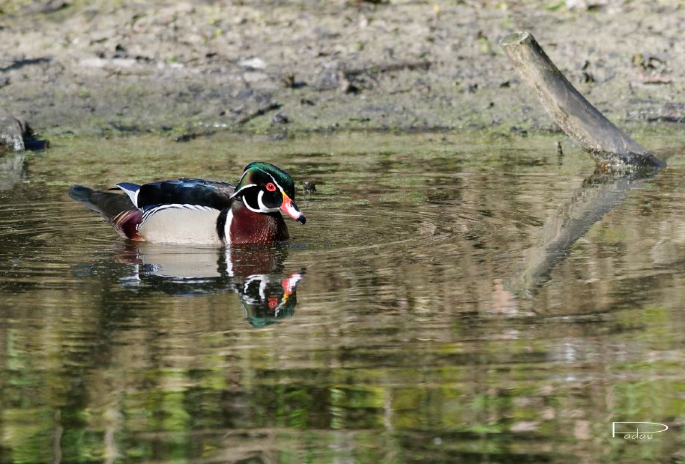 Canard Carolin