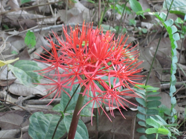 Côte d'Ivoire Fleur dans les bois