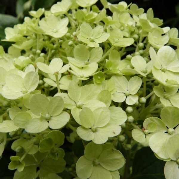 hydrangea-bobo---gros-plan-sur-la-fleur---juillet-2014--80.jpg