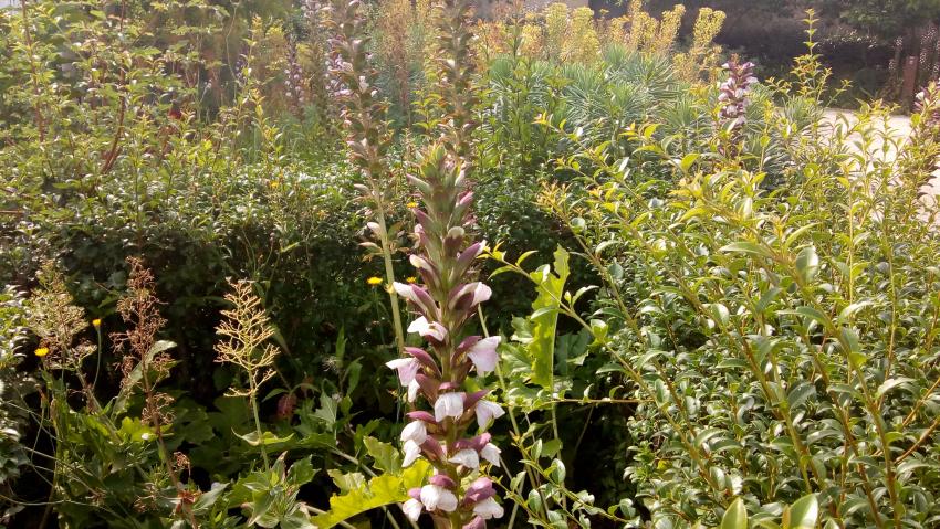 des plantes magnifiques (Acanthes et hémérocalles)