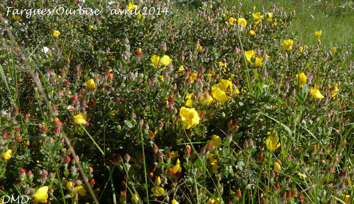 Cistus lasianthus subsp. alyssoides  -  hélianthème faux alysson