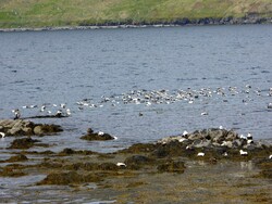 19 juin, de Þingeyri à Isafjörður