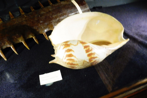 Marseille le Muséum d'histoire naturelle du Palais Longchamp.