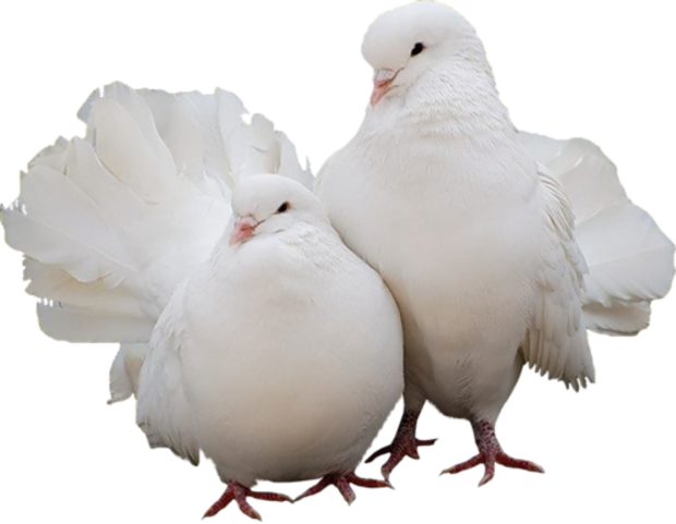 Colombes et Pigeons Série 3