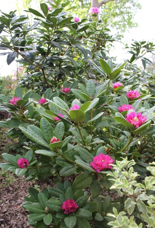  rhododendron 'Rocket'