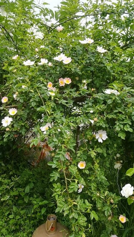 Le rosier de mamie