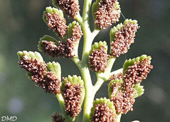 Asplenium ruta-muraria - rue des murailles