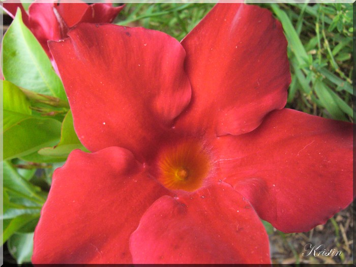 Clivia et mandevilla