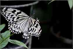 Papillons Tropicaux Idea Leuconoe Nymphalidae