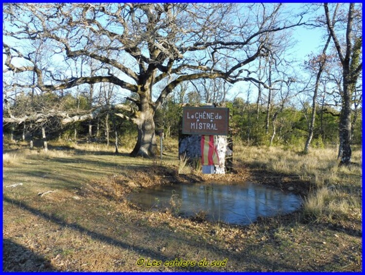 Var, la forêt des Morières